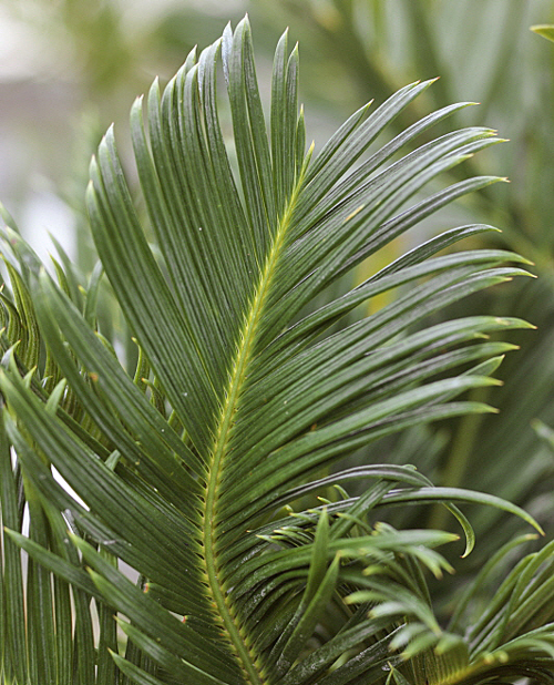 Feuille Cycas MAP 080417264