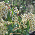 Pieris Japonica Mioulane MAP Vignette NPM GIP0036359