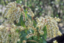 Pieris Japonica Mioulane MAP Vignette NPM GIP0036359