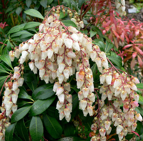 Pieris japonica Fleur