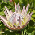 Protea cynaroides Pasquel Map NPA 150403016