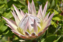 Protea cynaroides Pasquel Map NPA 150403016