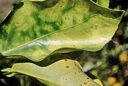 Xylella Agrumes OEPP