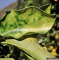 Xylella Agrumes OEPP