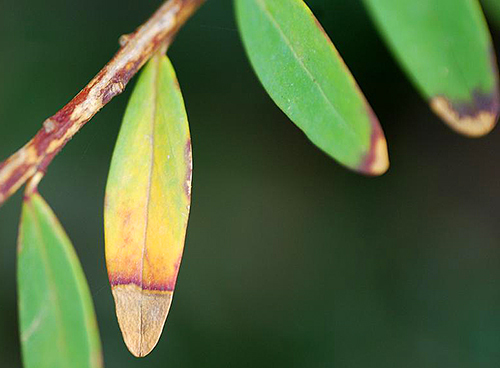 Xylella fastidiosa Polygale OEPP