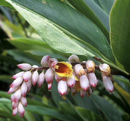 Alpinia zerumbet Mioulane MAP NPM GIP131031007