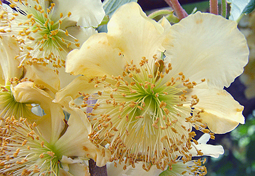 Kiwi Male fleur