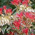 Pieris Flaming Silver Mioulane NewsJardinTV