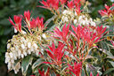 Pieris Flaming Silver Mioulane NewsJardinTV