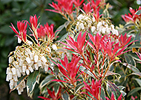 Pieris Flaming Silver Mioulane NewsJardinTV