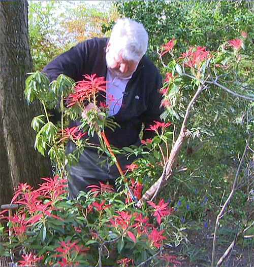 Taille Pieris Mioulane NewsJardinTV