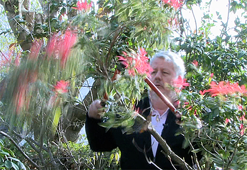 Taille pieris Ambiance Mioulane NewsJardinTV