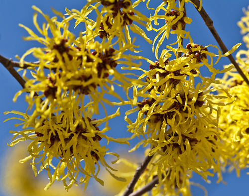 Hamamelis Arnold Primose Laura Berman