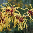 Hamamelis Arnold Promise Flora