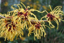 Hamamelis Arnold Promise Flora