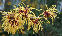 Hamamelis Arnold Promise Flora