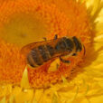 Abeille helichrysum Mioulane MAP 0001564
