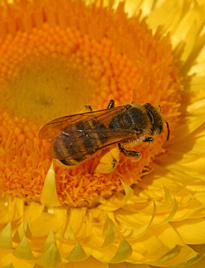 Abeille helichrysum Mioulane MAP 0001564