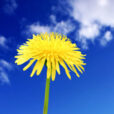 Bleuet ciel Flora