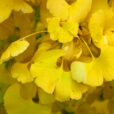 Ginkgo automne Mioulane MAP NPM 2307517609