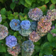 Hydrangea automne Mioulane MAP 0005329
