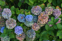 Hydrangea automne Mioulane MAP 0005329