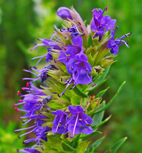 Hyssopus officinalis Zell