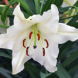 Lilium Zidane Mioulane MAP NPM 850309330