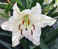 Lilium Zidane Mioulane MAP NPM 850309330