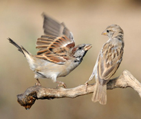 Moineau Passer domesticus