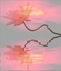 Nymphaea Lumiere Eau Flora