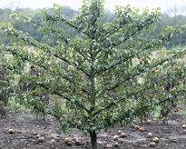 Poirier Palmette MAP GIP0051376