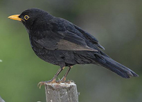 Turdus merula Merle Fauna