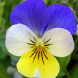 Viola Tricolor