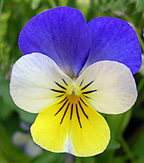 Viola Tricolor