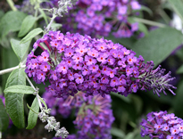 Buddleja Mioulane NPM 0910140842
