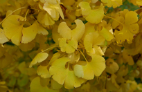 Ginkgo Biloba automne Mioulane NewsJardinTV P1120804