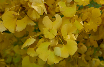 Ginkgo Biloba automne Mioulane NewsJardinTV P1120804