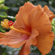 Hibiscus Mioulane MAP NPM 85024044