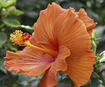 Hibiscus Mioulane MAP NPM 85024044