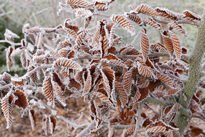 Hiver Givre Carpinus Mioulane MAP NPM 2307517769