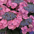 Hydrangea Bluberry Cheesecake Mioulane NewsJardinTV NPM 719515140