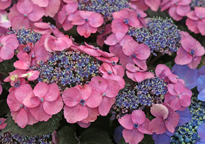 Hydrangea Bluberry Cheesecake Mioulane NewsJardinTV NPM 719515140