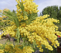 Mimosa Mioulane MAP NPM 2307515934