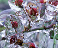 Rosier Glace Hiver MAP FLA GIP0014710