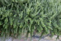 Rosmarinus rampant Mioulane MAP NPM 131022002