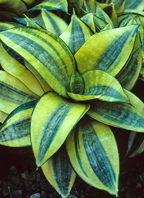 Sansevieria Golden Hahnii MAP GIP0045831