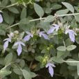 Teucrium Mioulane MAP NPM 2307512379