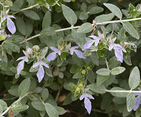 Teucrium Mioulane MAP NPM 2307512379