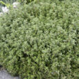 Thym Mioulane MAP NPM 84953107